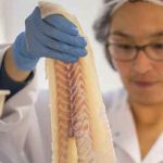 Efter et historisk svært 2023 er Royal Greenland nu klar med strategien »INUA 2027«. Målet er klart: Virksomheden skal være verdensførende inden for vildtfanget fisk, rydde op i bureaukratiet og sikre millionbesparelser. foto Royal Greenland