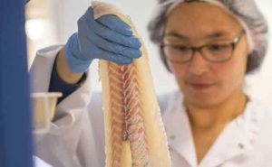 Efter et historisk svært 2023 er Royal Greenland nu klar med strategien »INUA 2027«. Målet er klart: Virksomheden skal være verdensførende inden for vildtfanget fisk, rydde op i bureaukratiet og sikre millionbesparelser. foto Royal Greenland