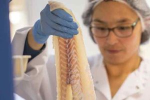 Efter et historisk svært 2023 er Royal Greenland nu klar med strategien »INUA 2027«. Målet er klart: Virksomheden skal være verdensførende inden for vildtfanget fisk, rydde op i bureaukratiet og sikre millionbesparelser. foto Royal Greenland