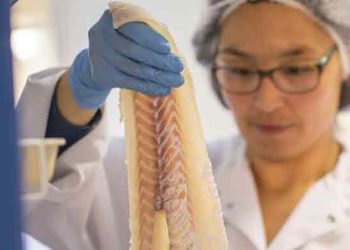 Efter et historisk svært 2023 er Royal Greenland nu klar med strategien »INUA 2027«. Målet er klart: Virksomheden skal være verdensførende inden for vildtfanget fisk, rydde op i bureaukratiet og sikre millionbesparelser. foto Royal Greenland
