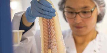 Efter et historisk svært 2023 er Royal Greenland nu klar med strategien »INUA 2027«. Målet er klart: Virksomheden skal være verdensførende inden for vildtfanget fisk, rydde op i bureaukratiet og sikre millionbesparelser. foto Royal Greenland