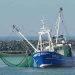 Fiskere i Esbjerg, der fanger hesterejer langs vestkysten, er bekymrede over, om de strømførende kabler fra havvindmølle-parkerne kan påvirke rejebestanden. arkivfoto