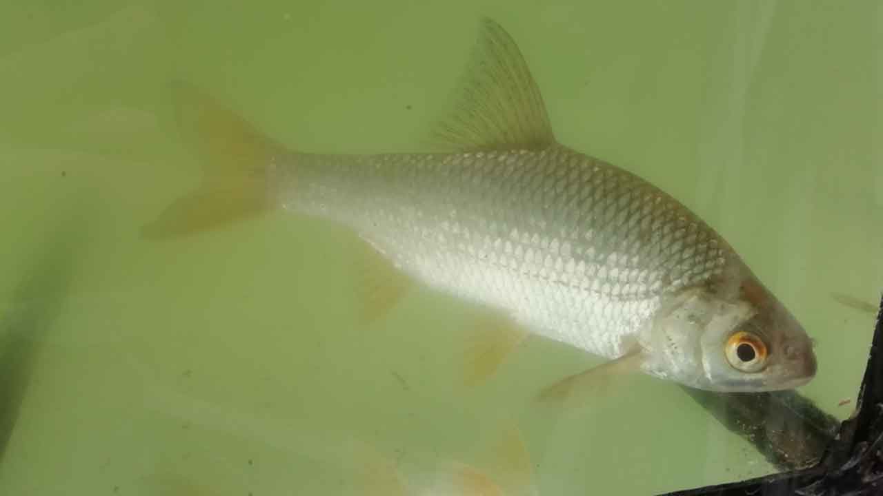 Read more about the article Når fisken er høj på »kloakvand« og fjorden mister pusten