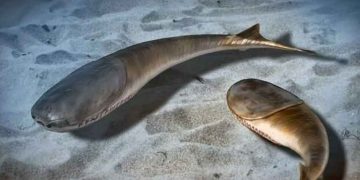 Et voldsomt kollaps i havets liv for 445 millioner år siden banede vejen for, at fiskene blev den dominerende dyregruppe. Det viser et nyt internationalt studie, som forskere mener giver vigtig ny forståelse af, hvordan moderne dyreliv – og i sidste ende mennesket – blev til. fotoillustration - Nobu Tamura - Forskning.no