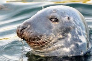 Miljøstyrelsen forlænger tilskud til regulering af sæler ved Bornholm