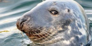 Sælfangst og -regulering i Norge sker langt mere håndfast end i Danmark. foto: FiskerForum.dk