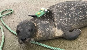 26 spættede sæler er blevet mærket med satellitsendere og har sendt data, der viser, hvor de bevæger sig hen. Det kan skabe udfordringer for en god og præcis forvaltning af bestanden. foto: Carla Fretas Hi.no
