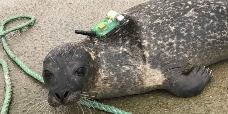 26 spættede sæler er blevet mærket med satellitsendere og har sendt data, der viser, hvor de bevæger sig hen. Det kan skabe udfordringer for en god og præcis forvaltning af bestanden. foto: Carla Fretas Hi.no