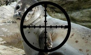 Fiskeriordfører mener jægerne skal skyde sælerne.  Foto: Jægerne skal skyde sæler - Wikipedia