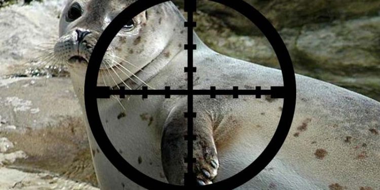 Fiskeriordfører mener jægerne skal skyde sælerne.  Foto: Jægerne skal skyde sæler - Wikipedia