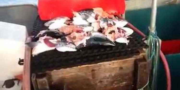 Sæler pelser halvdelen af lakse-fangsten.  Foto: Fra de sørgelige rester efter et fiskeri efter laks vestenude Tejn ved Bornholm og hvor store gråsæler har forlystet sig
