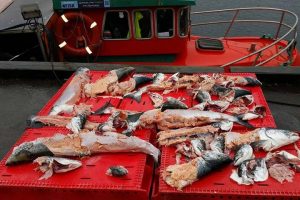 Mens andre tjener på sælerne – dør fiskeriet.  Foto: Resultatet af laksefiskeri ved Bornholm - sælerne tog halvdelen af fangsten - CSH