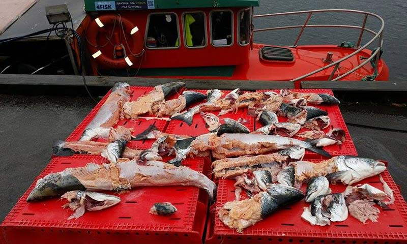 Read more about the article Mens andre tjener på sælerne – dør fiskeriet