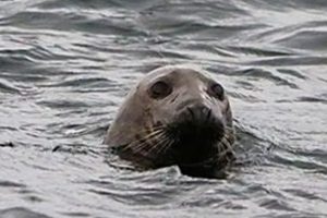 Det kommer ikke bag på fiskerne: Men sæler foretrækker torsk fremfor fladfisk arkivfoto