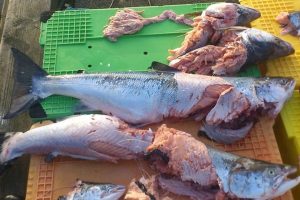 Sæl og skarv-rapport chokerer med million-tab for fiskeriet