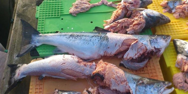 Sæl og skarv-rapport chokerer med million-tab for fiskeriet