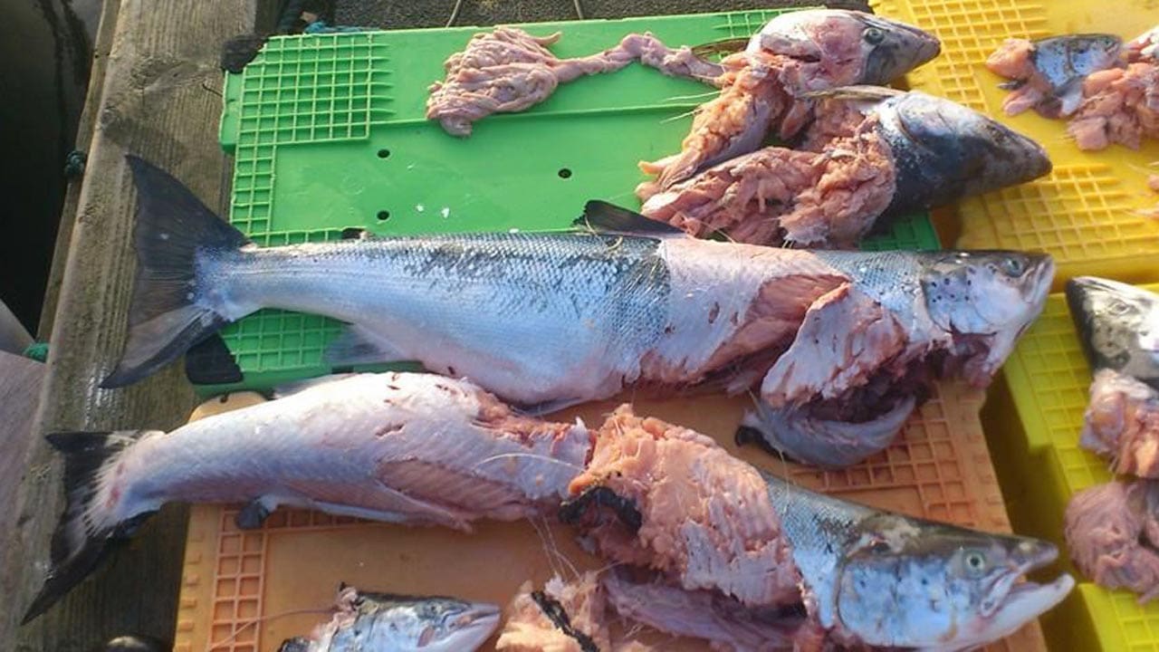 Read more about the article Sæl og skarv-rapport chokerer med million-tab for fiskeriet