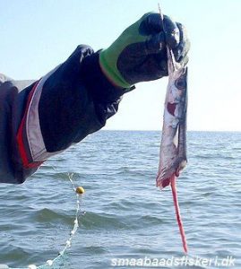 Fritidsfiskerne slås også med skarv og sæler foto: smaabaadsfiskeri.dk