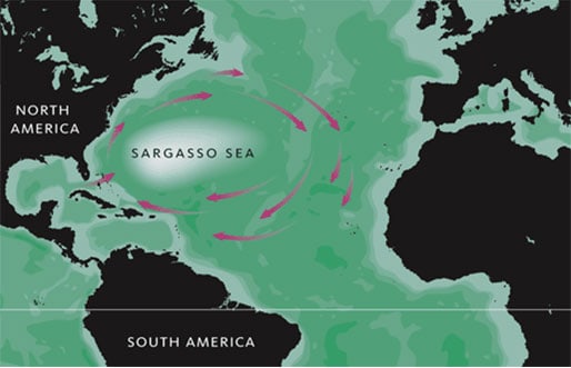 For åle-arterne i Norge og resten af ​​Europa er Sargassohavet deres gydeområde. foto: Wikip