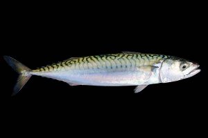 Asiatisk makrel med falsk oprindelsesland.  Foto: Atlantisk makrel - Scomber Scombrus - Wikipedia