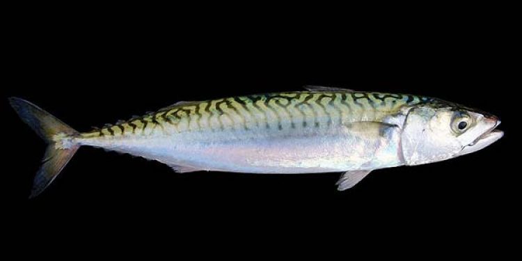 Asiatisk makrel med falsk oprindelsesland.  Foto: Atlantisk makrel - Scomber Scombrus - Wikipedia