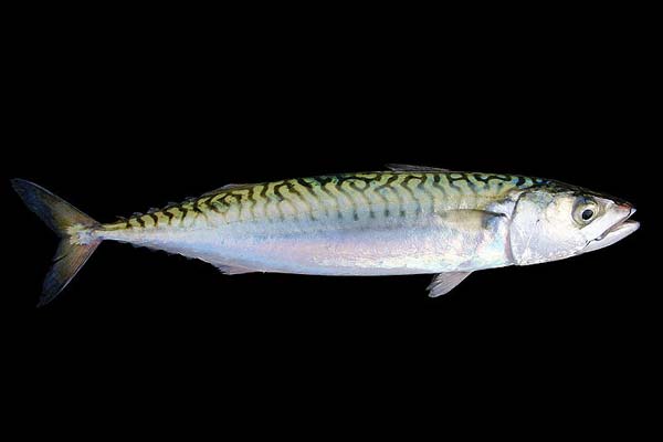 Read more about the article Asiatisk makrel med falsk oprindelsesland.