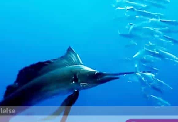Read more about the article Sardinerne har ikke en chance