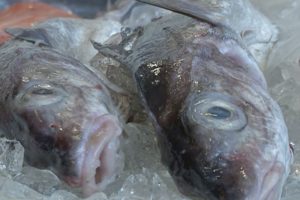 Årets Første Friske Fiske-auktion i Esbjerg  Foto: fra Auktionen i Esbjerg - fiskerforum