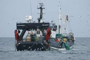 Fiskeriets bruttoindtjening til  november 2011.  Foto: Sebastian Skagen  Fotograf  Larzen