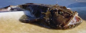 Færøerne: Fisken med et hoved så stort som resten af fisken, fanges også på Færøerne - foto: havtaske - Wikipedia