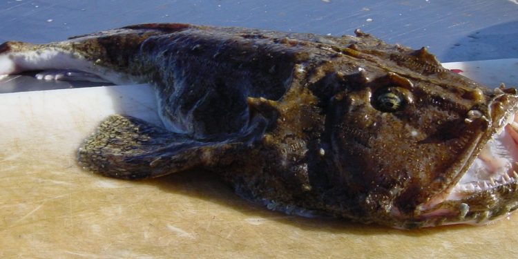 Færøerne: Fisken med et hoved så stort som resten af fisken, fanges også på Færøerne - foto: havtaske - Wikipedia