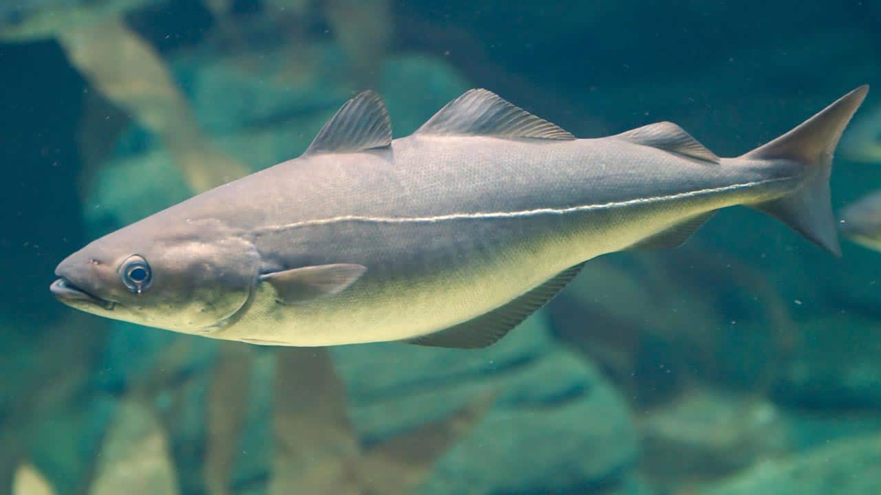 Read more about the article Færøerne: Fisken med det kraftige underbid tages i stimer