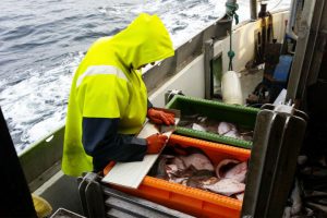 DTU smidt i land af vrede fiskere  Foto: DTU forsker smidt i land fra fiskekutter i Østersøen - ikke af personlige grunde for den enkelte medarbejder