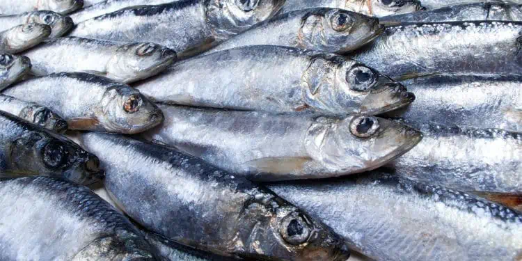 Read more about the article Hvilke fisk er der i Danmark?