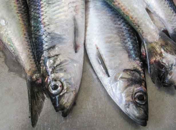 Read more about the article Færøerne: Sild til Tvøroyri og Fuglefjord og blåhvilling til Havsbrún