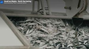 Det ikoniske fiskeri efter nordsøsild kan i år fejre en markant milepæl. Det er nemlig 20 år siden, at fiskeriet for første gang opnåede sin certificering under Marine Stewardship Councils (MSC) globale standard for bæredygtigt fiskeri. foto: MSC