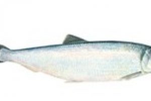 Sild - Herring - Clupea harengus - FiskerForum
