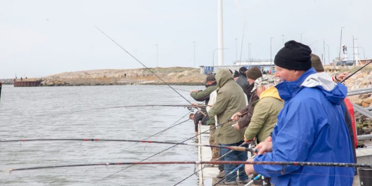 Ib Poulsen (DF) er igen ude med snøren  Foto: Skulder ved skulder står sildefiskerne  på Hvide Sande Havn