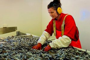 Forskningstekniker Silje Elisabeth Seim sorterer fangsten på dette års tobis-togt med »Kings bay.« Fotograf: Åse Husebø / HI