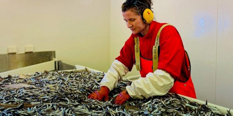 Forskningstekniker Silje Elisabeth Seim sorterer fangsten på dette års tobis-togt med »Kings bay.« Fotograf: Åse Husebø / HI