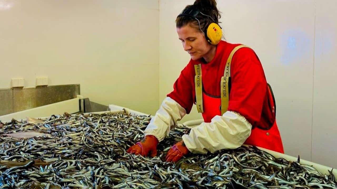 Read more about the article Norsk tobis-rådgivning kan dét som danske fiskerimyndigheder ikke kan
