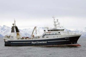 Bedste Hellefiskeri i mange år på Grønland.  Foto: GR 6-500 Sisimiut filet-trawler fra Royal Greenland - Olin