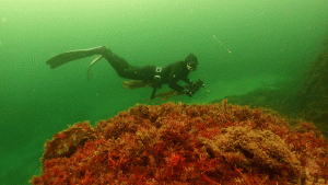 Dyk i Skagerrak - foto: Mikael Van Deurs