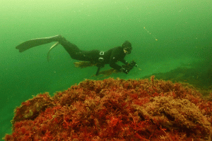 Dyk i Skagerrak - foto: Mikael Van Deurs