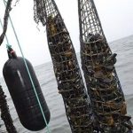 Biologoverassistent - Fiskeritekniker DTU