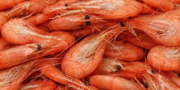 To færøske rejetrawlere har i den forgangne uge lagt til i nordskandinaviske havne for at losse samlet 970 tons rejer fra farvandet omkring Svalbard. foto: FiskerForum.dk