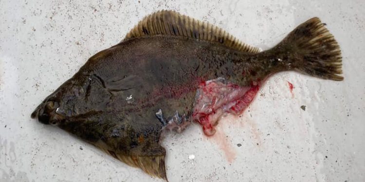 hvis de glubske og parasit-spredende rovdyr har en erhvervsøkonomisk betydning for fiskeriet efter skrubber og andre fladfisk.  foto Frank Theodorsen