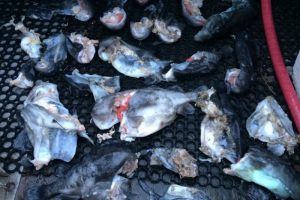 Sælerne æder 80 procent af kystfiskernes fangst i Thyborøn - Foto: Værdier for flere tusinde kroner tabes ved Thyborøn