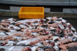 Ingen Fiskerifondsmidler afsat til fiskernes kamp mod sælerne.  foto: specielt på Bornholm lider fiskerne under sælernes glubske appetit og deres altødelæggende adfærd med skambidte fisk til følge - CSH