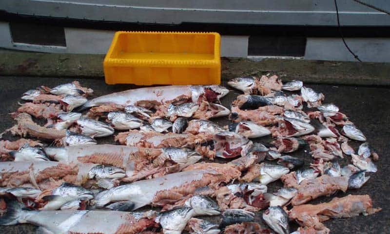 Read more about the article Ingen Fiskerifondsmidler afsat til fiskernes kamp mod sælerne